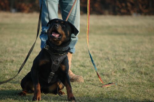 Training with Norweign champion Trond (schutzhund) 73620110