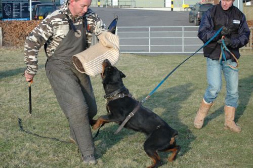 Training with Norweign champion Trond (schutzhund) 88044810