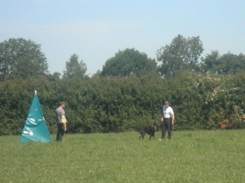 Working Trials Patrol dog Training P6220829