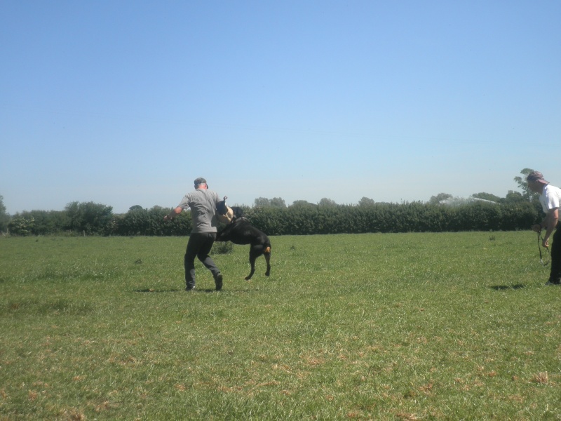Working Trials Patrol dog Training P6220835