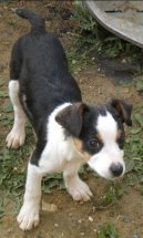 URGENT ADULTES ET CHIOTS A PLACER !! Epagne16