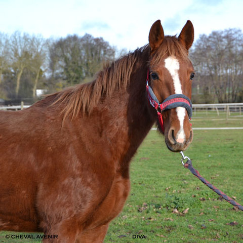 Diva jument TF de 3 ans adoptée par Laurie du 60 le 16/05/16 Diva310