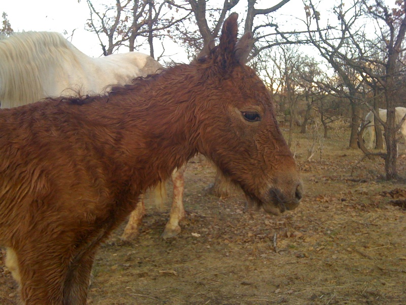 Voici Aiganha des Sagnes. Img_0110