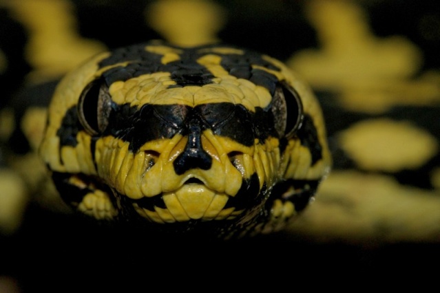 Python tapis (Morelia spilota cheynei) Dsc00011
