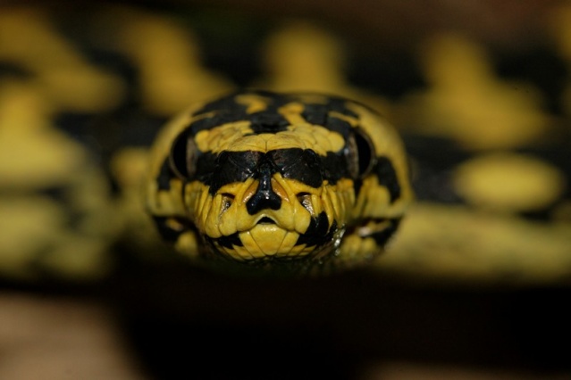 Python tapis (Morelia spilota cheynei) Dsc00013