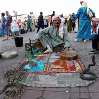 Marrakesh snake charmers' spell fails to work on activists Charme10