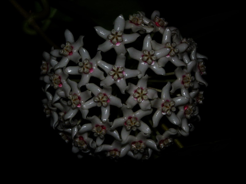 Hoya nigrafumensis A-t-bl10