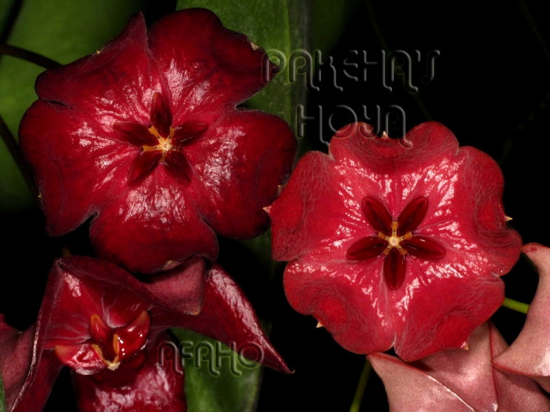 Hoya megalaster Red & Pink Img_0110