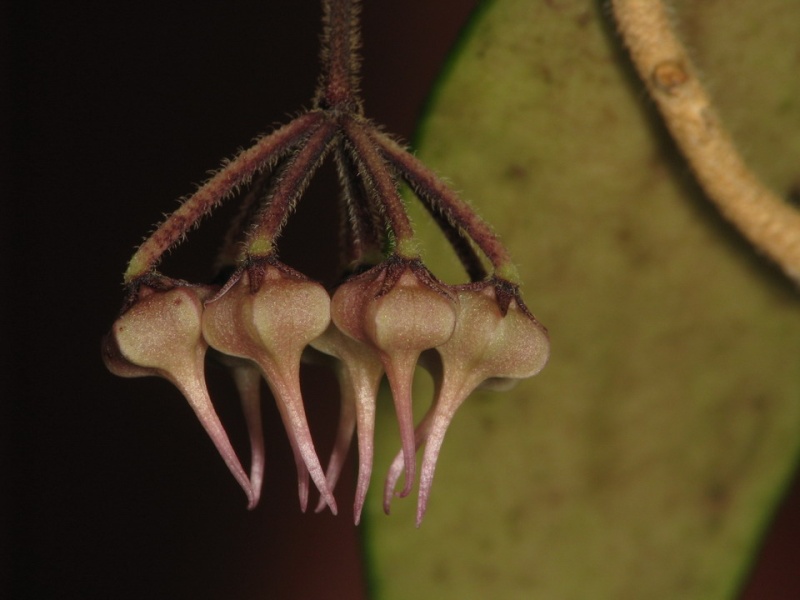 Hoya flagellata Img_2113