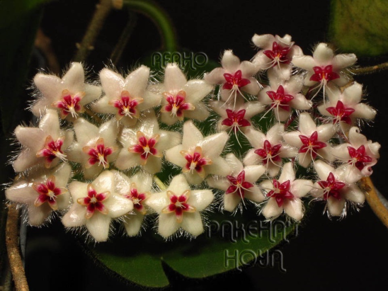 Hoya flagellata TN99-024 Img_4414