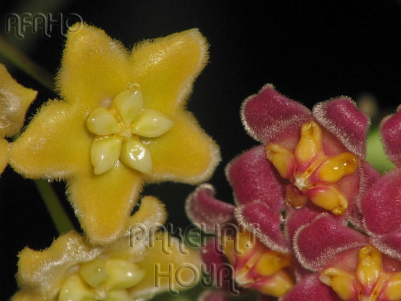 Hoya ischnopus & dischorensis & kenejiana Img_9514
