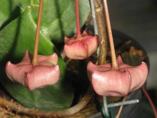 Hoya megalaster Red & Pink Img_9518