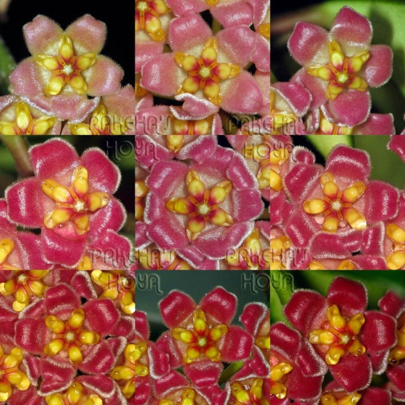 patchwork Hoya davidcummingii Patchw10