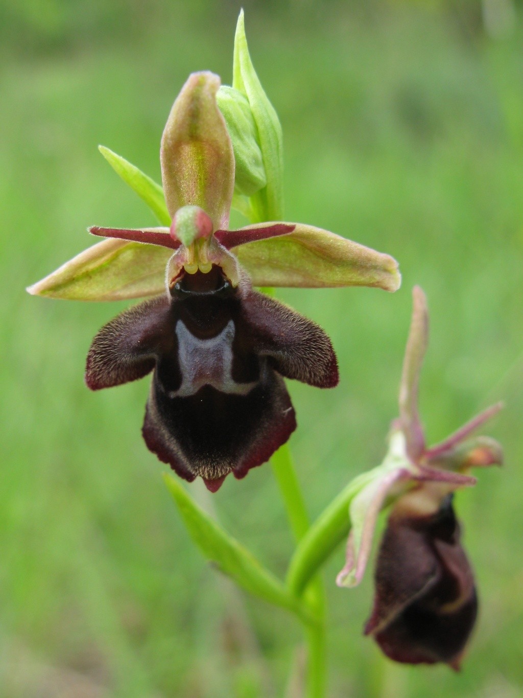 Ophrys aegirtica x insectifera O_aegi10