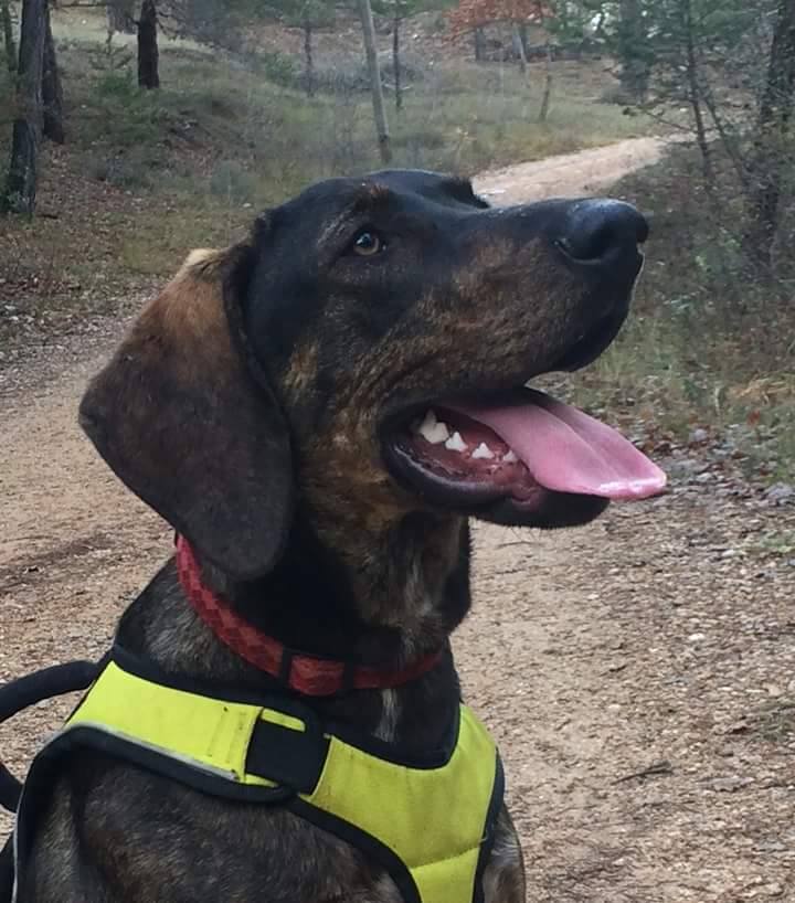 WILLOW, x courant Italien (Segugio)/ cursinu-braque 2 ans (de SOS Décharge Corse) - asso 100 toits (84) 12400910