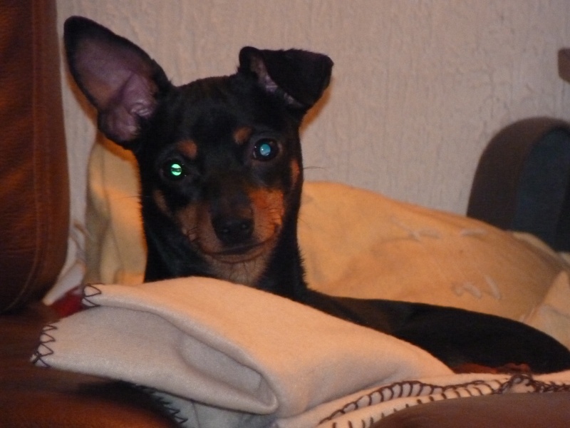 MIKIE, adorable pinscher, 1 an P1000212