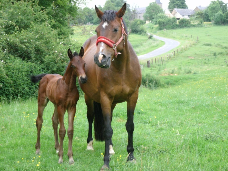 foal selle français mâle par Quality Touch nouvelle photo Gedc0013