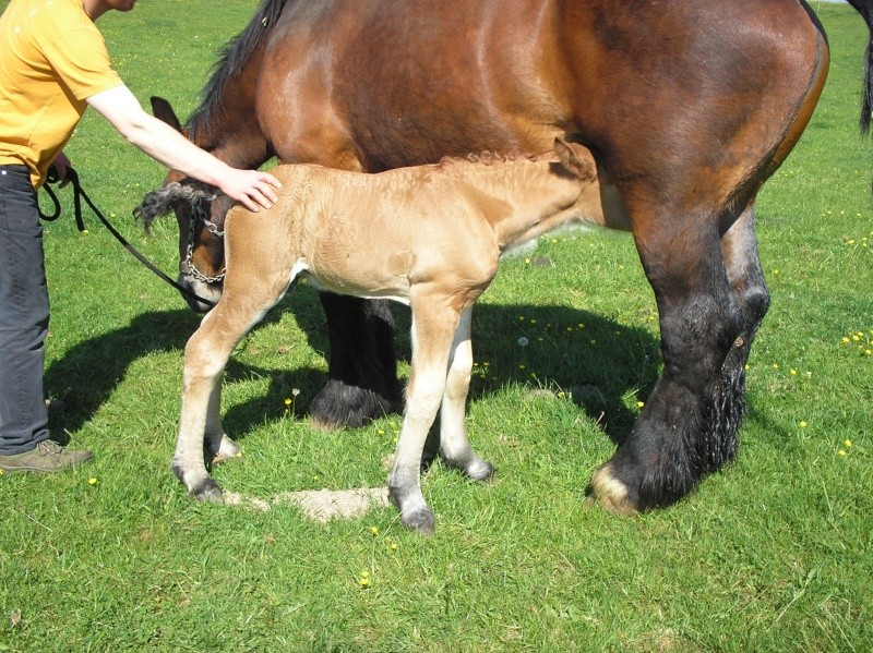 Elevage de la croix 1 foal mâle SF par Quality Touch nouvelle photo - Page 2 P1010013