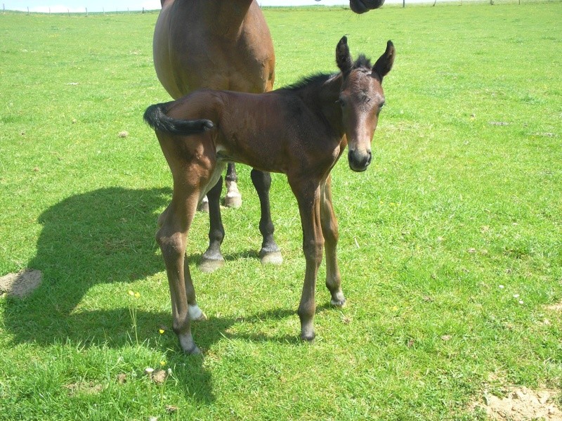 Elevage de la croix 1 foal mâle SF par Quality Touch nouvelle photo - Page 2 P1010017