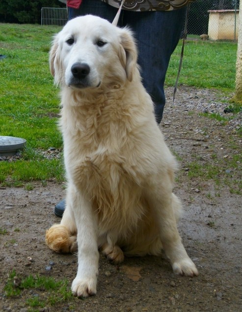 2 magnifiques Golden LOF de 8 mois à adopter (30) Firmin10