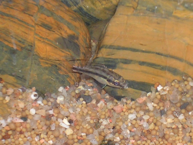 Pelvicachromis pulcher Dscn1210