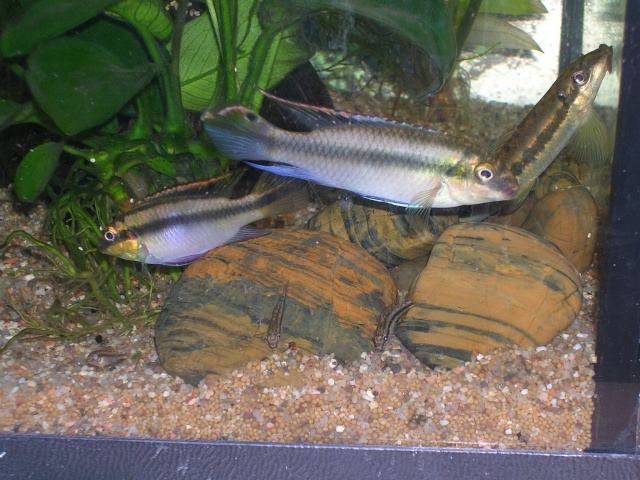 Pelvicachromis pulcher Dscn1211