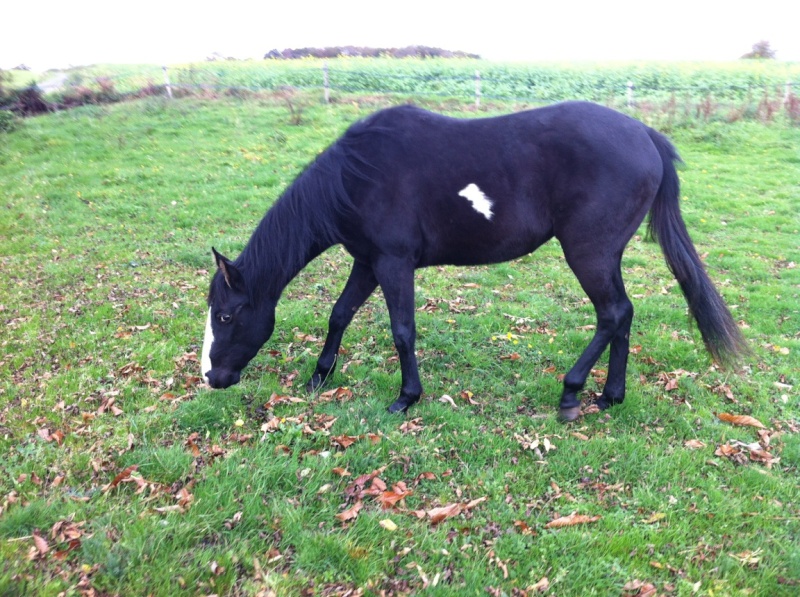 Pouliche paint horse black ovéro 3 ans en 2016 Daisy10