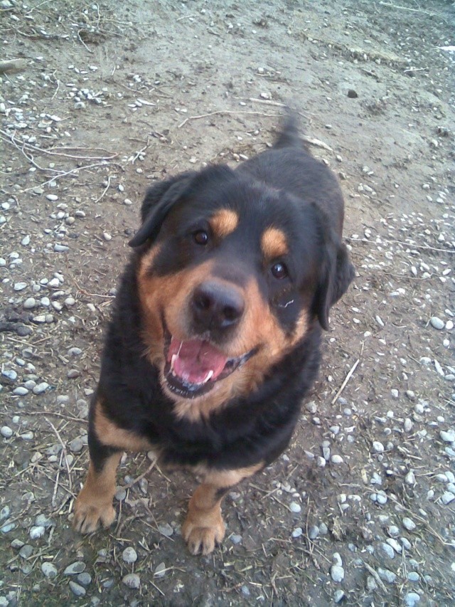 BANJO, 5 ANS, CROISE DOGUE DU TIBET, RECHERCHE FAMILLE ADOPTANTE (31) Banjo310