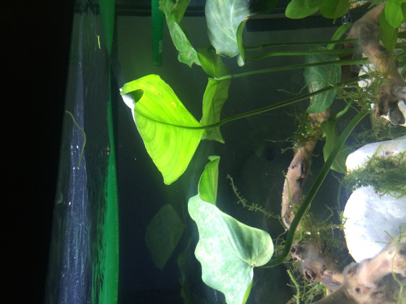 Je pense avoir un problème avec mes plantes :( Image21