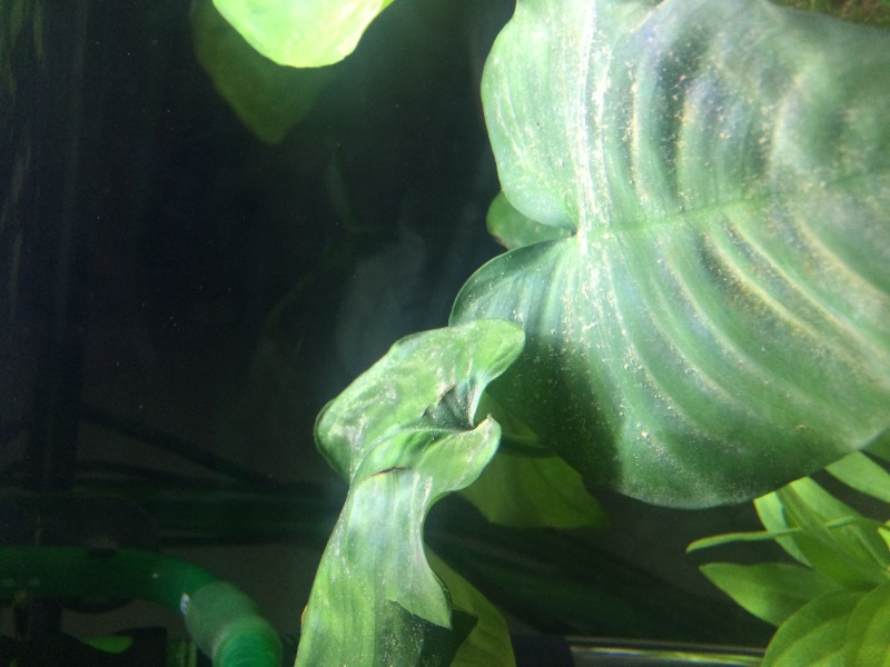 Je pense avoir un problème avec mes plantes :( Image24