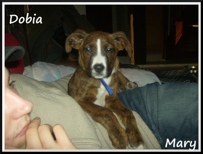 Dobia X-Boxer née le 06/09/08 Dobia110