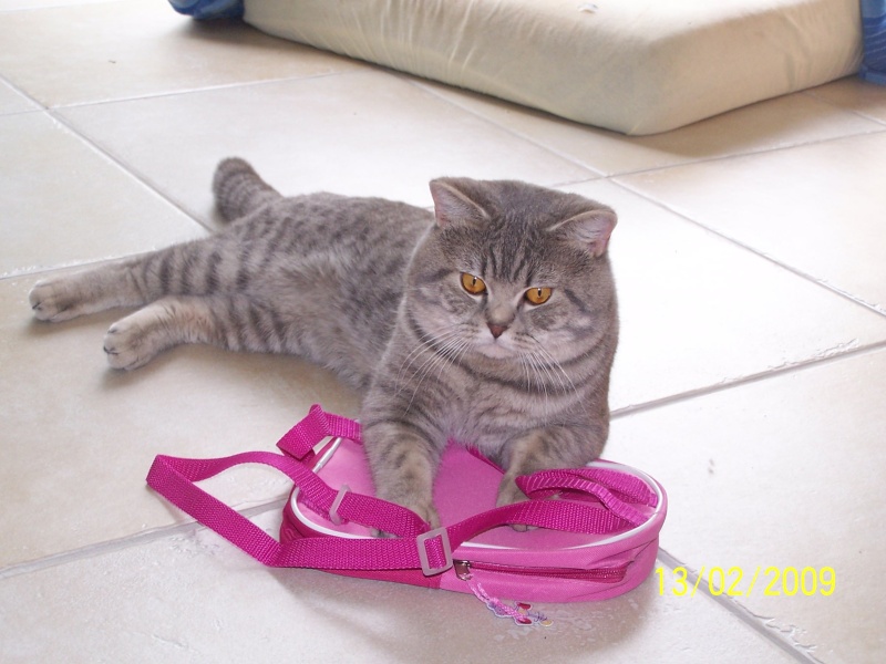 Le british shorthair Photo_26