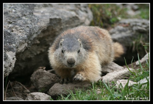 Marmotte prise au printemps 2009 4452_110