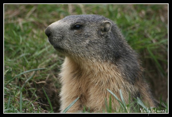 Marmotte prise au printemps 2009 4452_111