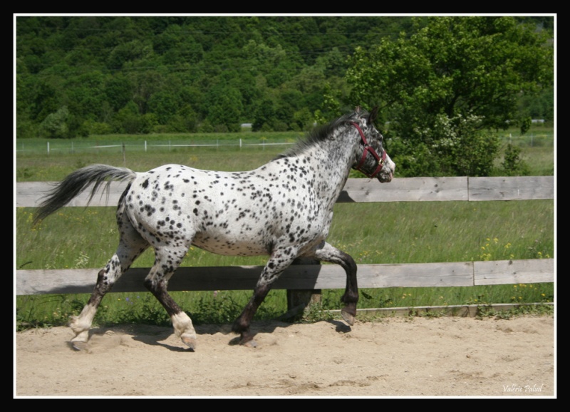 Cheval en action Stone_54