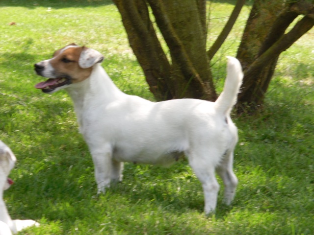 Jack Russell Terrier Blue_s10