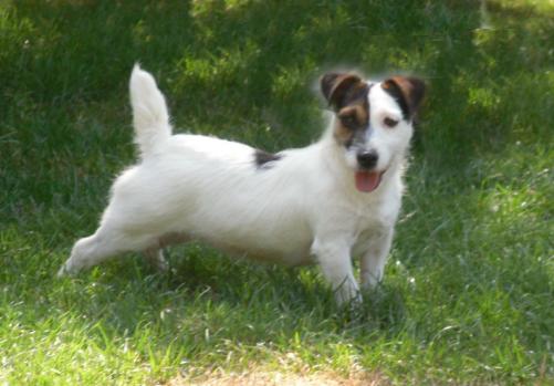 Jack Russell Terrier Echloe10