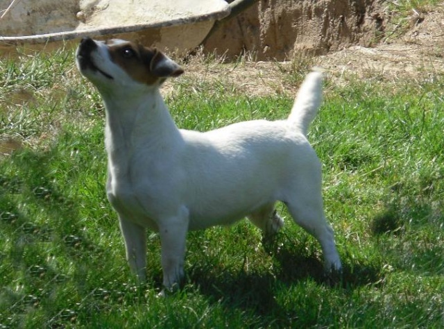 Jack Russell Terrier Evry_s10