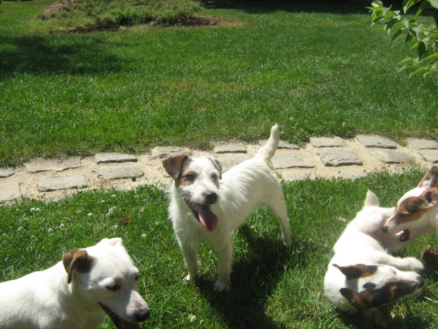 Jack Russell Terrier Exo_3_10
