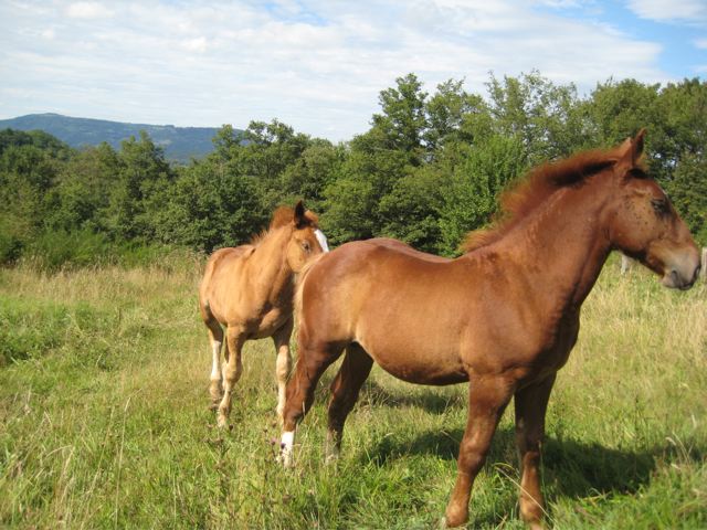 URANI, poulain trait Breton, parti... Img_0811