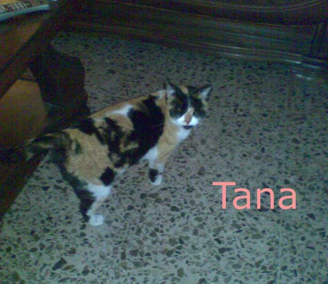 9 gatos a la calle en Valencia, 1 ciega Tana_c10