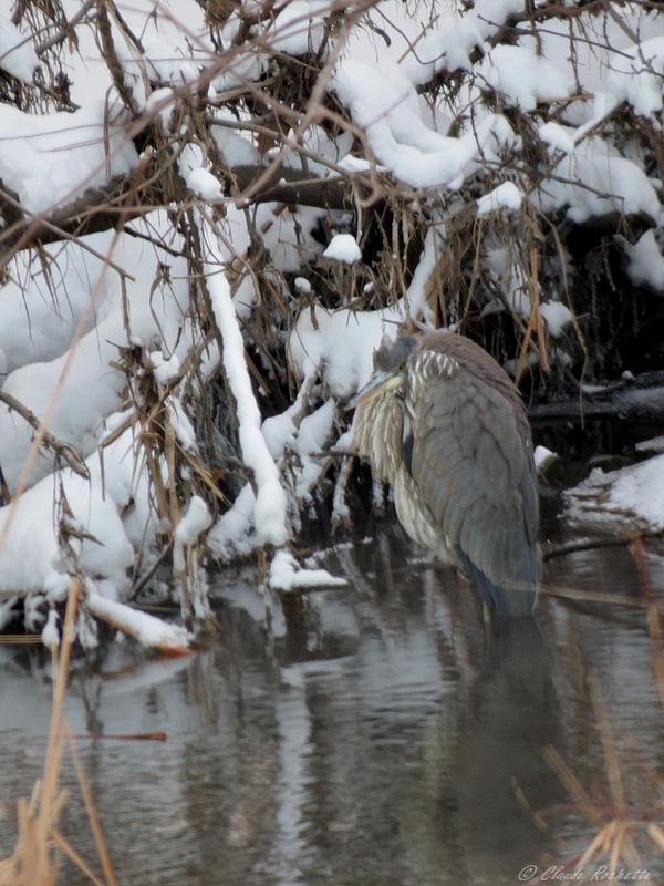 Deux nuit à - 20 celsius et plus.... Grand_14