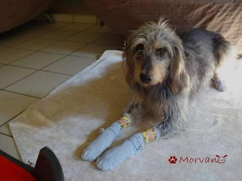 Chaussette pour chien blessé clearance