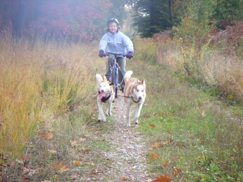 Réféchir avant d'avoir des huskies...... Entrai10