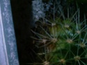 Maladie Echinocactus Grusonii v. alba Photos11