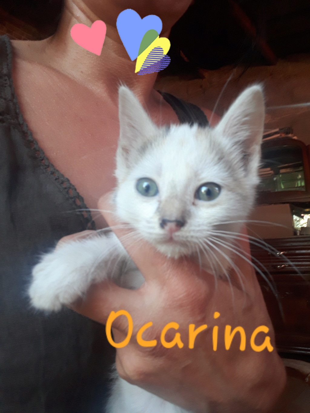 Ocarina, née le 13 mai 2018 Ocarin10