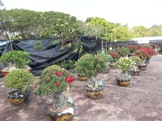 Adenium à Expo Bangkok Suan Luang Rama IX Park 2015 20151224