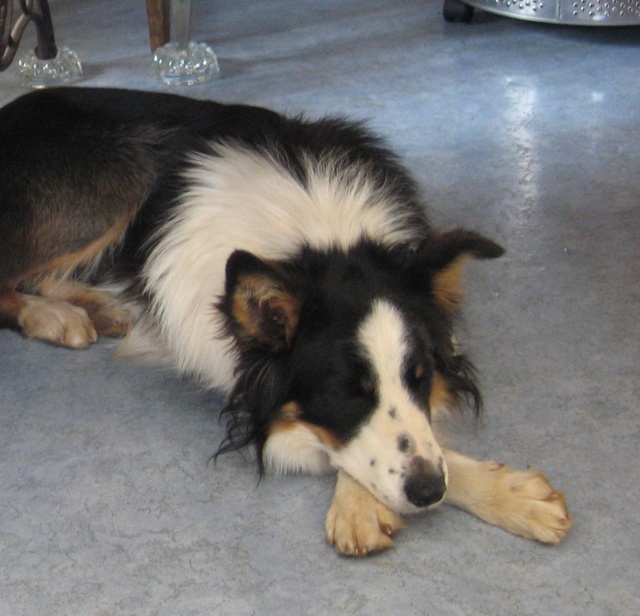 présentation de JUSS, chien traumatisé - Page 3 Img_4910