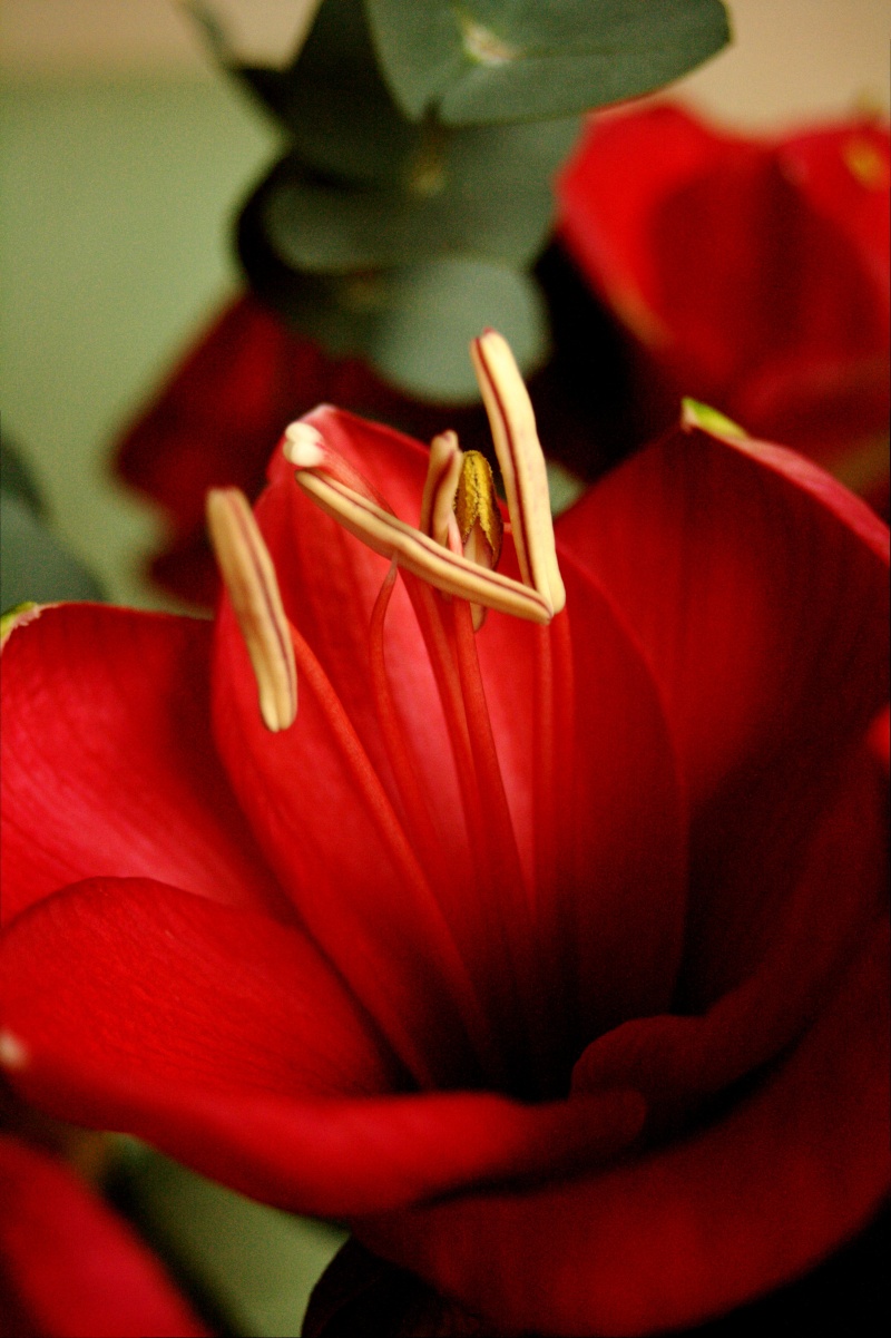 Amaryllis Amaral10