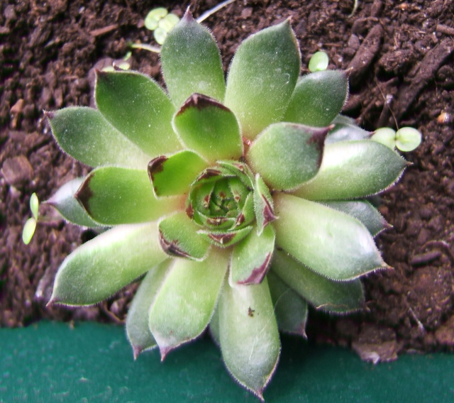 uvarkua - sempervivum - Page 9 1710